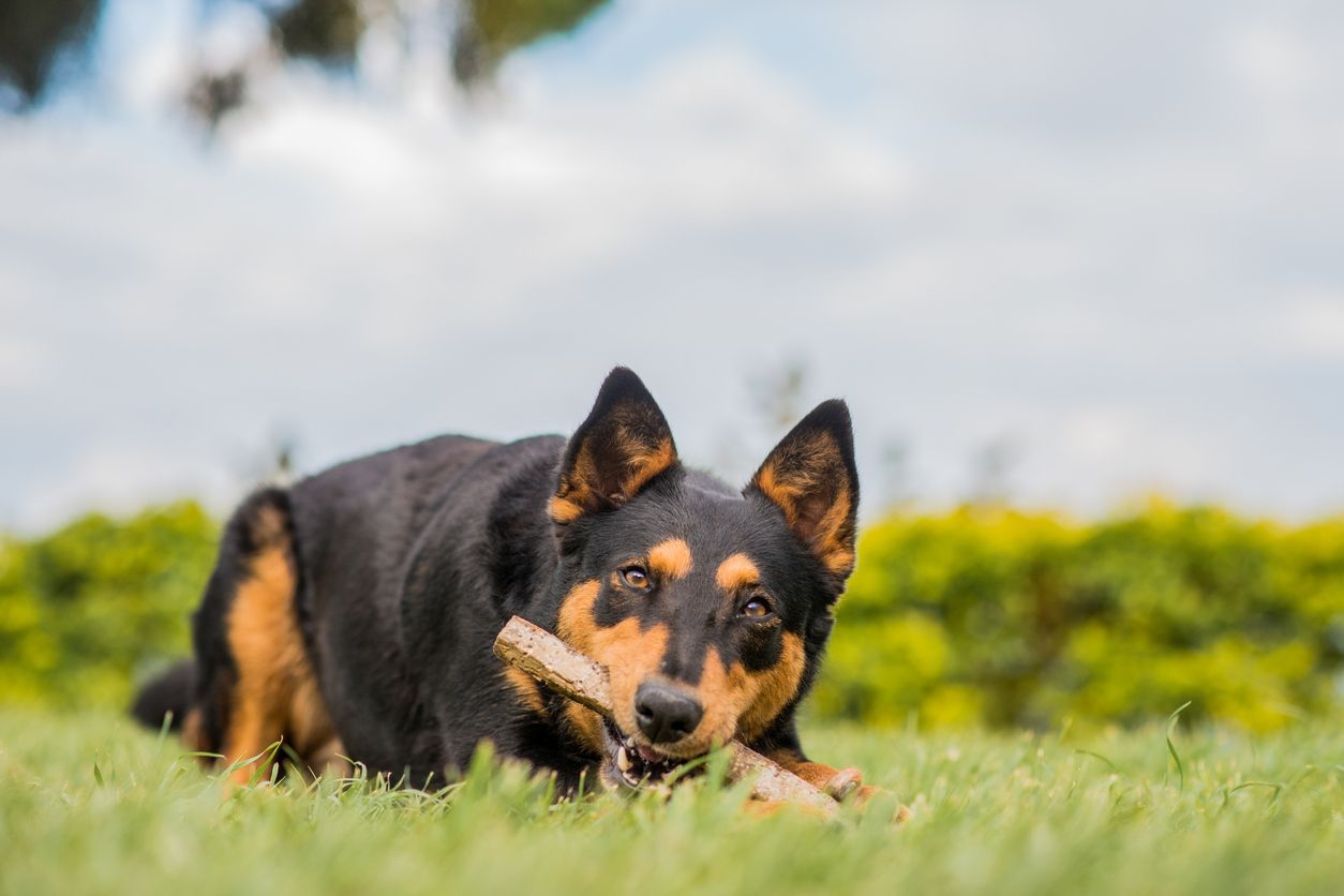 Can dental chews help my dog’s dental health? - A dog lying on the grass chewing on a stick