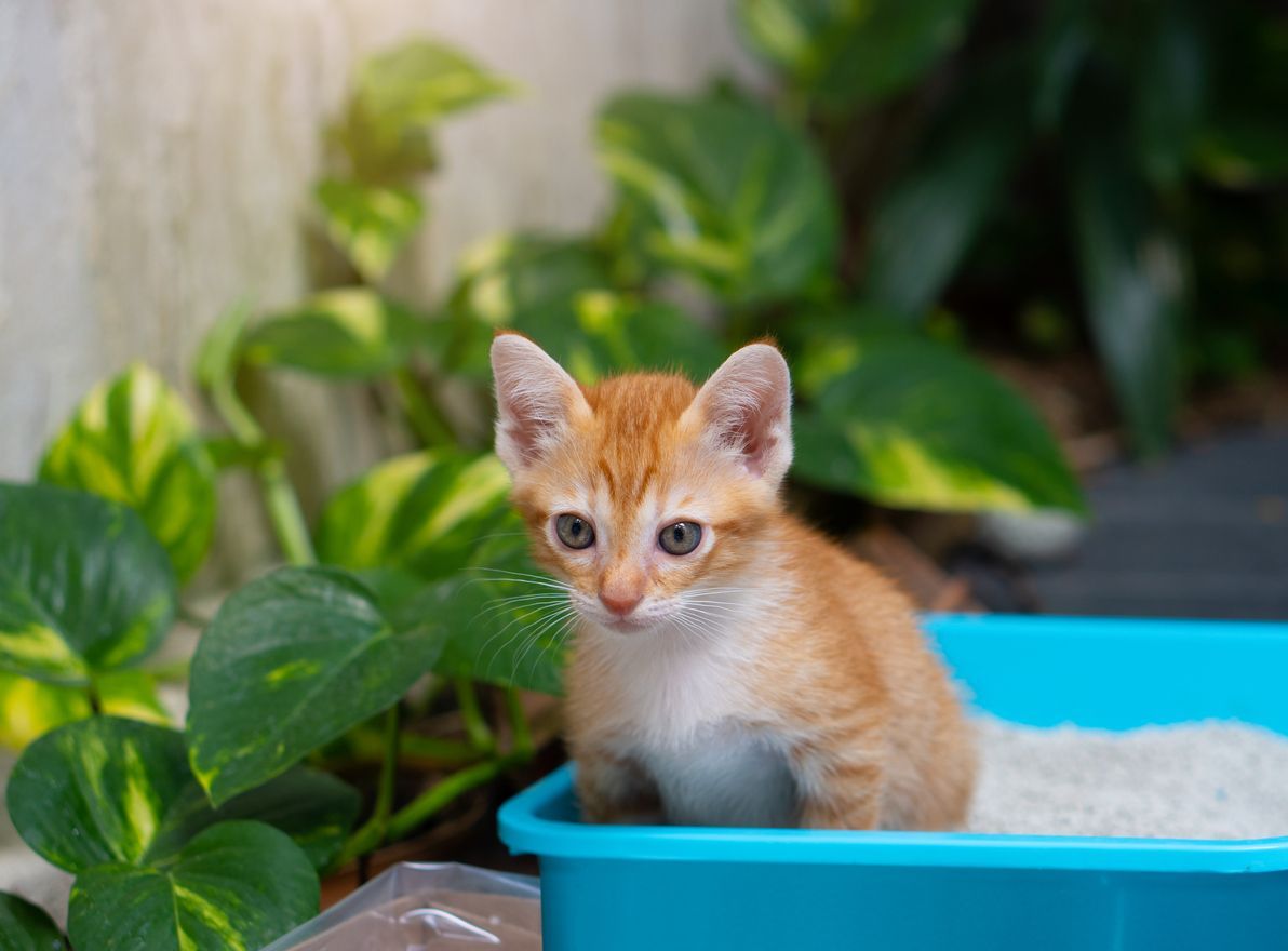 What you need to know about urinary crystals in cats - Picture of a cat peeing outside