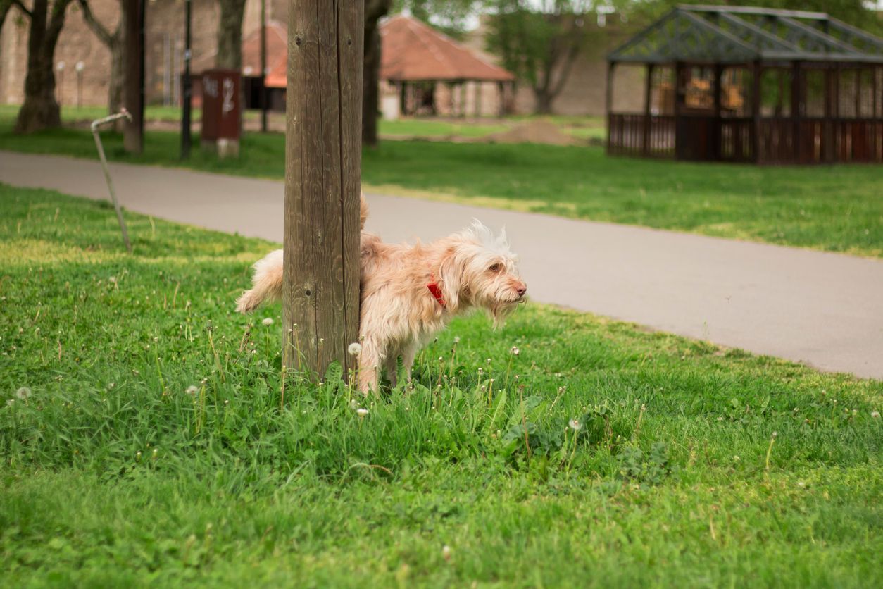 A pet owner’s guide to urinary tract infections in dogs - A fuzzy dog wit raised leg, likely urinating on a post outside