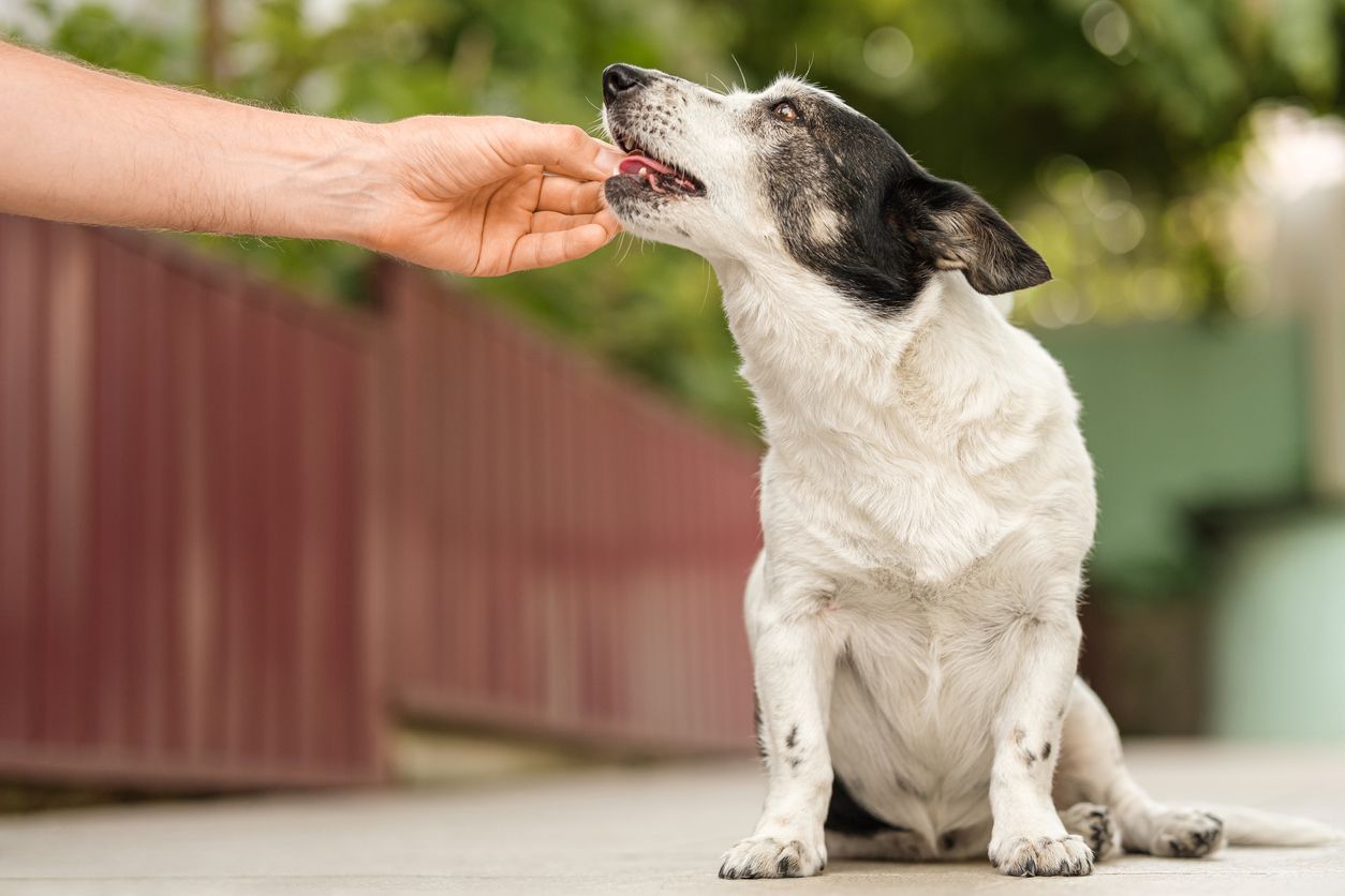 Can Pepcid be used to relieve allergy symptoms in dogs? - A dog is given a pill outside