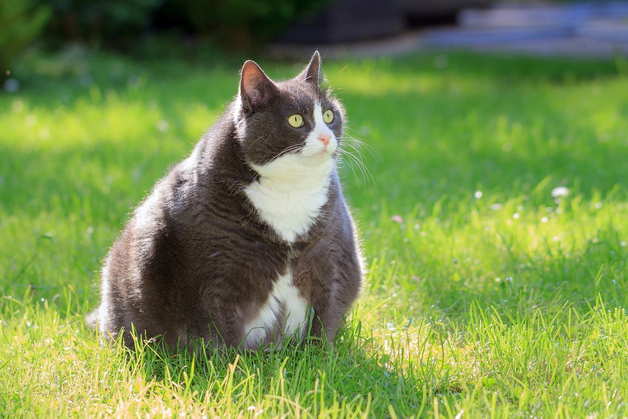 Diabetes in cats: a guide for pet parents - A plump cat sitting in grass with a shocked expression