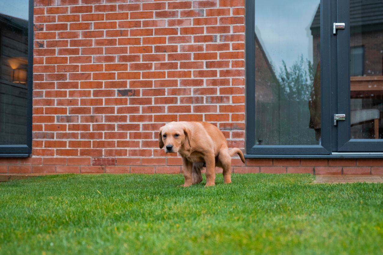 Everything you need to know to handle your dog's constipation - Picture of a dog straining to poop in front of a brick wall.
