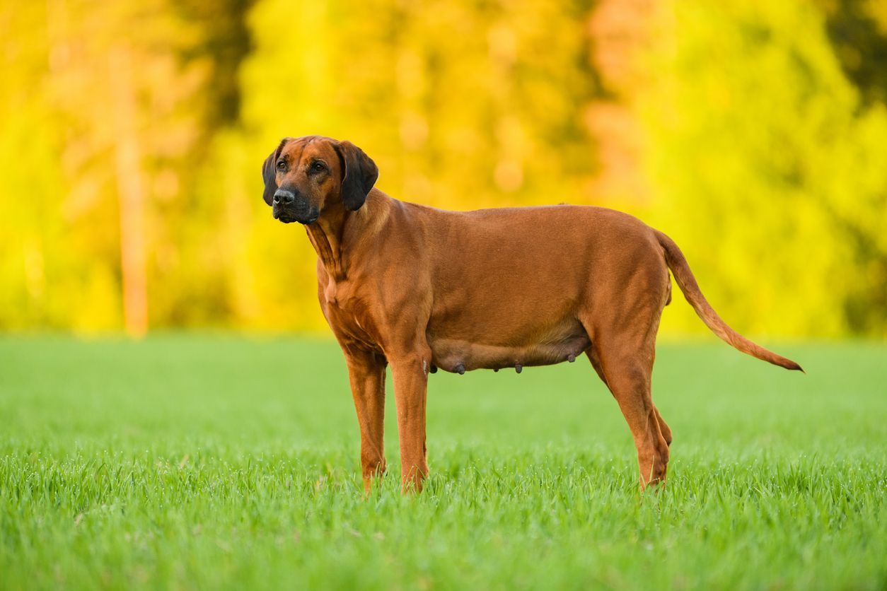 How to recognize the symptoms of mastitis in dogs - A picture of a pregnant dog standing in a field