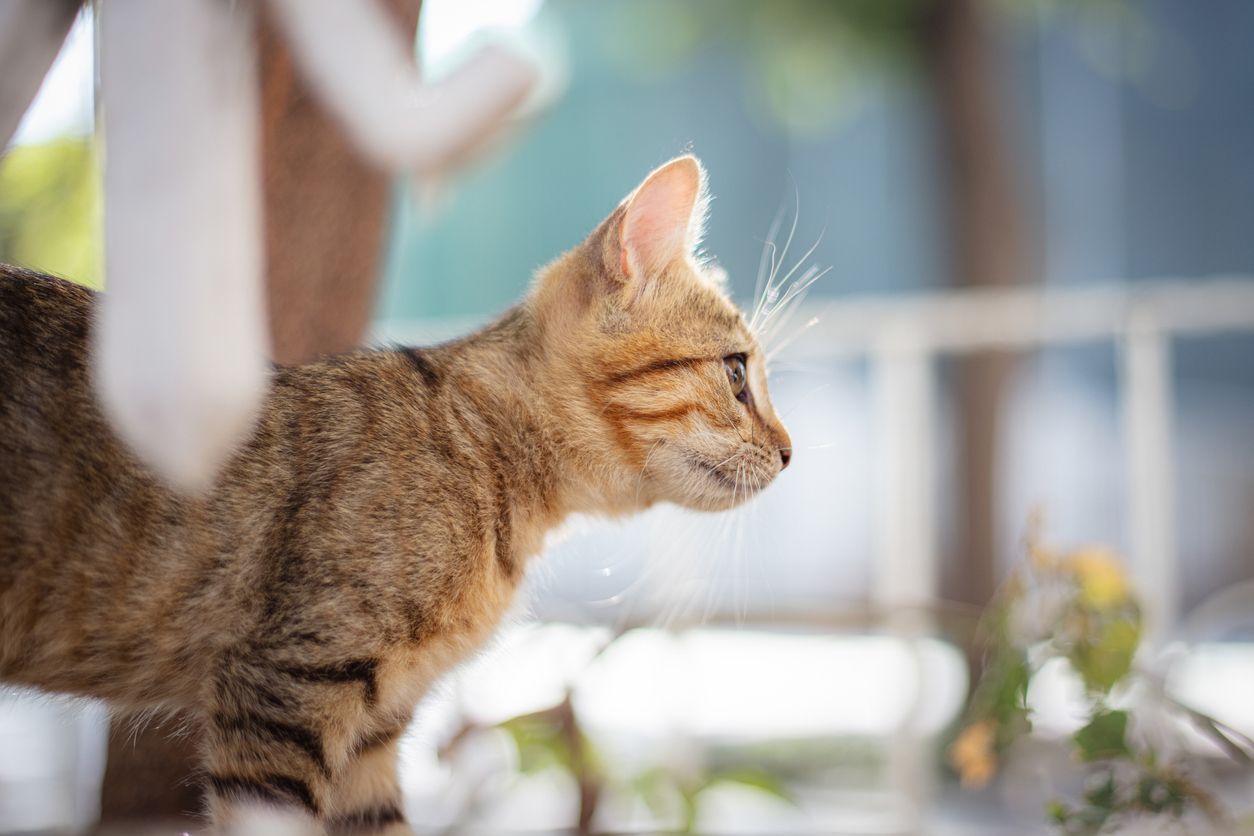 Why is my cat’s third eyelid showing? - An orange kitten in profile, stepping beneath a white fence