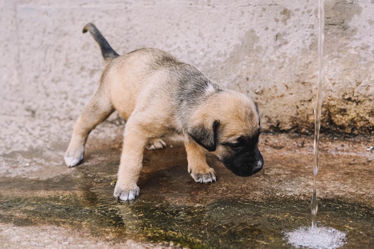 Does my puppy have urinary incontinence? - A mastiff puppy drinking water from a fountain