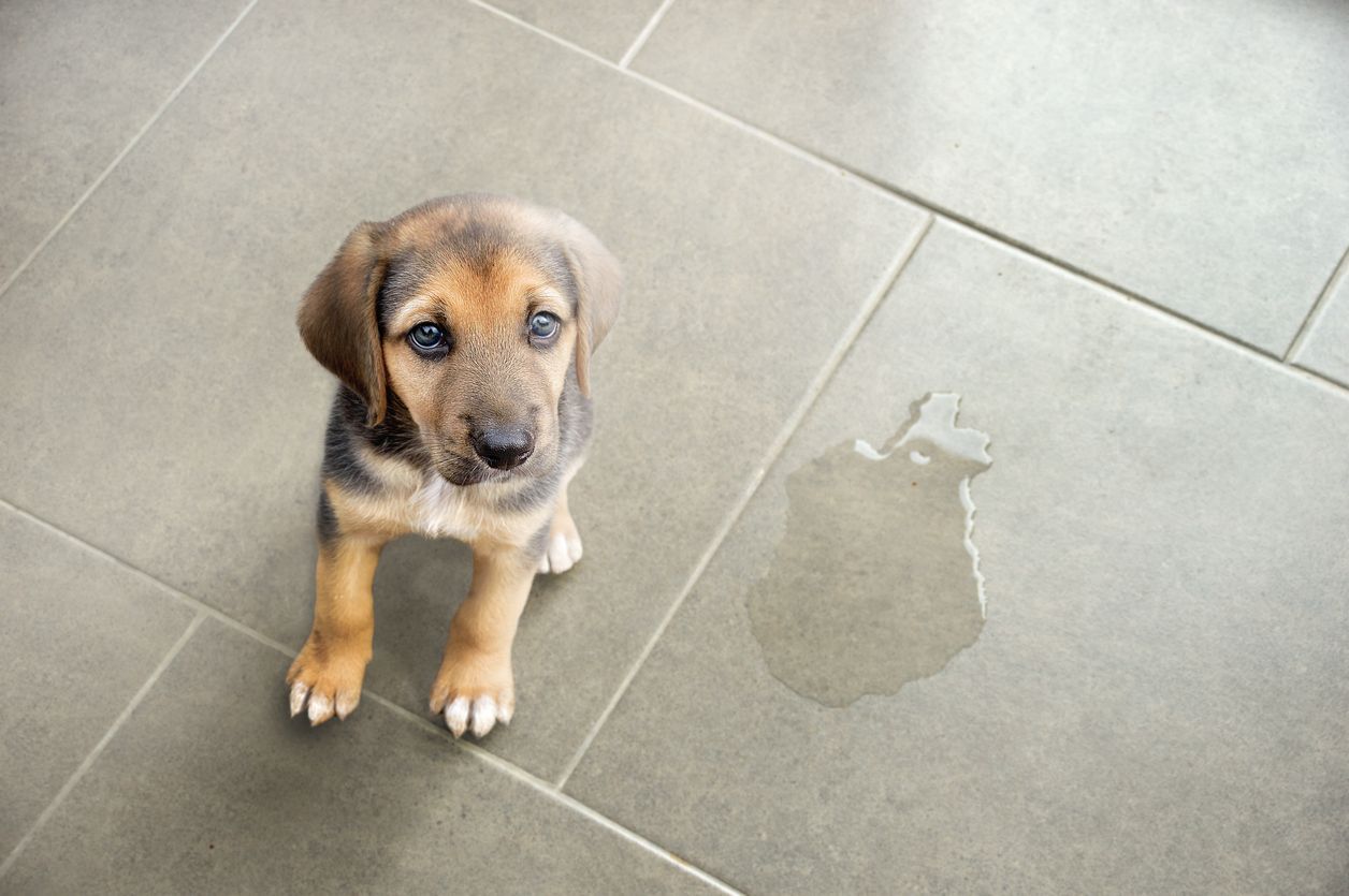 Why dogs pee or poop when left alone and what can be done - A Puppy peed inside and looks guilty
