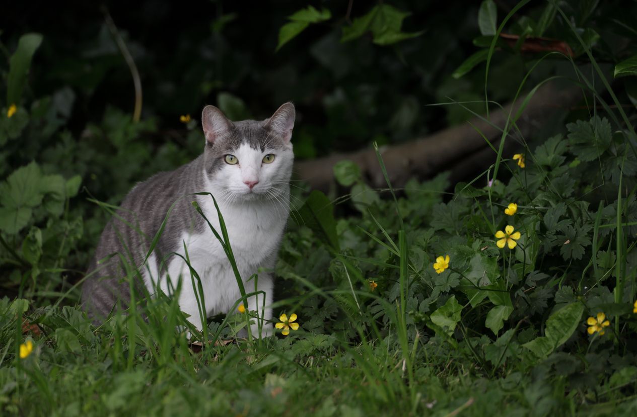 How to prevent ticks and tick bites on cats - Pet Cat Explores a Canadian Rainforest stock photo