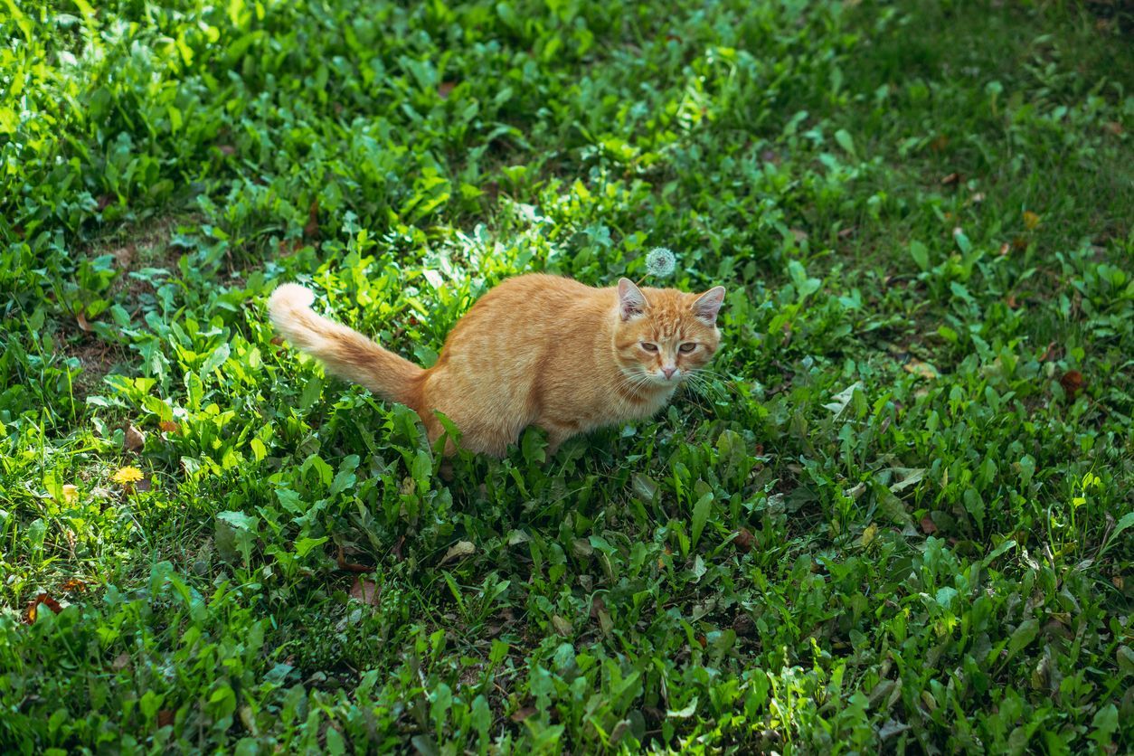 What to do if your cat is peeing blood - An orange cat peeing in grass outside