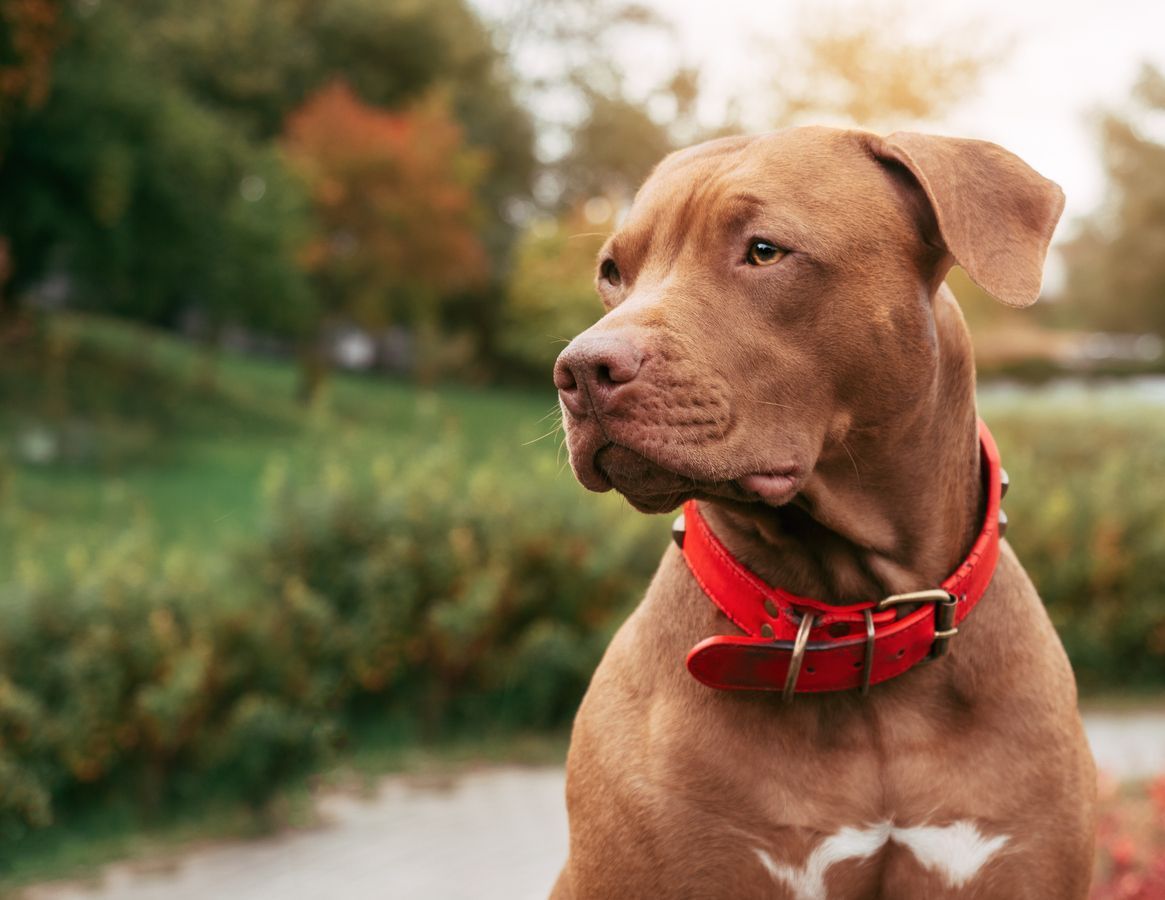 What to do if the skin around your dog’s eyes is red - An outside puppy with a bright red collar