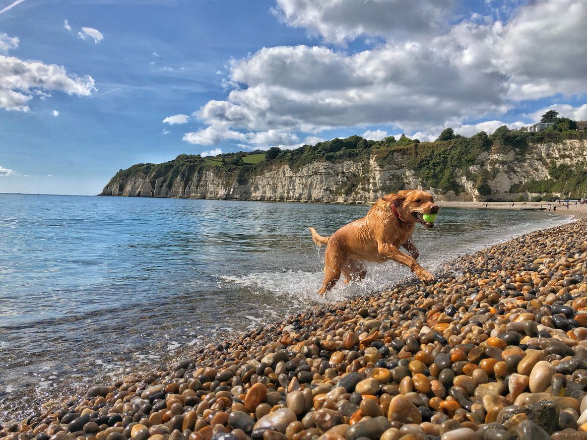 What are the signs of bladder stones in dogs? - A dog running out of the water with a ball onto a pebble beach