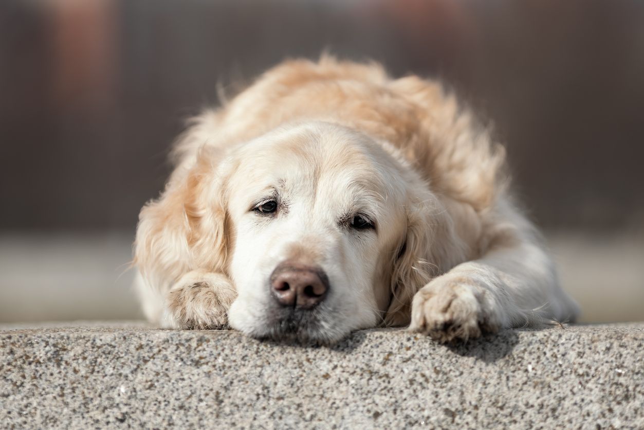 Everything you need to know about Addison’s disease in dogs - Tired looking dog lying on a road.