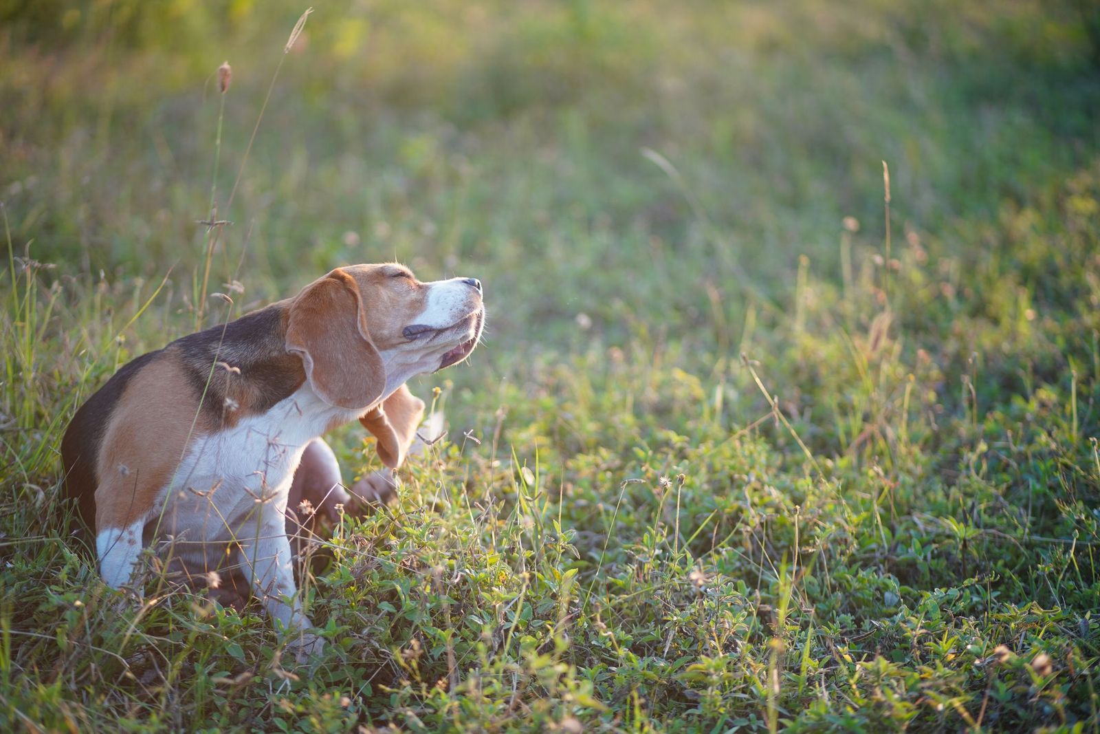 What to do if my dog keeps getting fleas even after treatment - A dog scratches its ear outside in a field