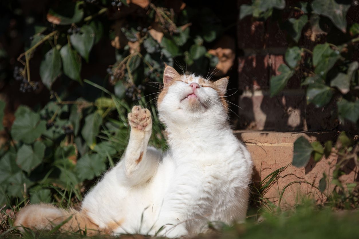 How to get rid of fleas on cats and soothe fleabites - A cat sitting surrounded by leaves, scratching its head with a contented expression