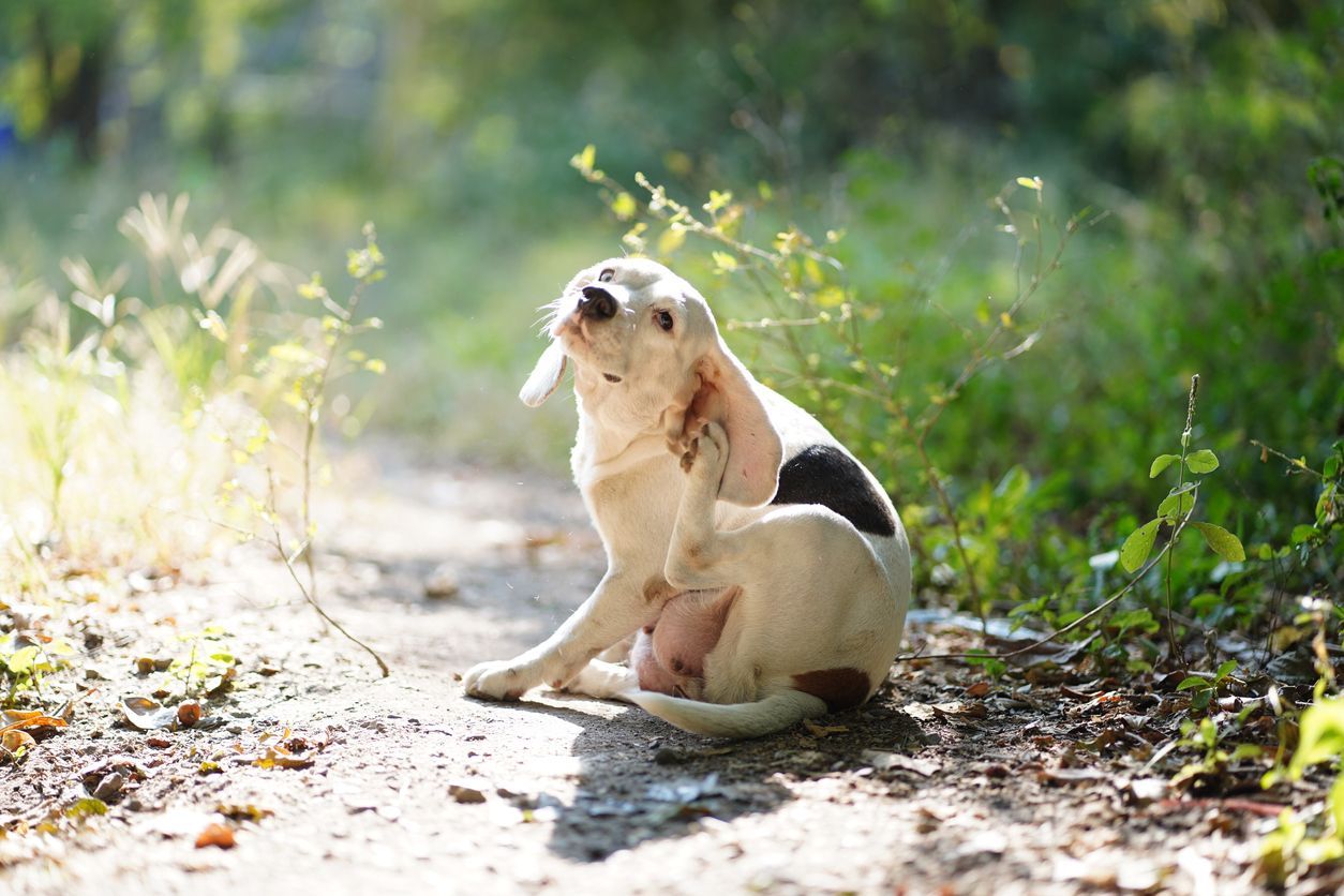 Best medications to manage allergy symptoms in dogs - A dog scratches on a forest trail