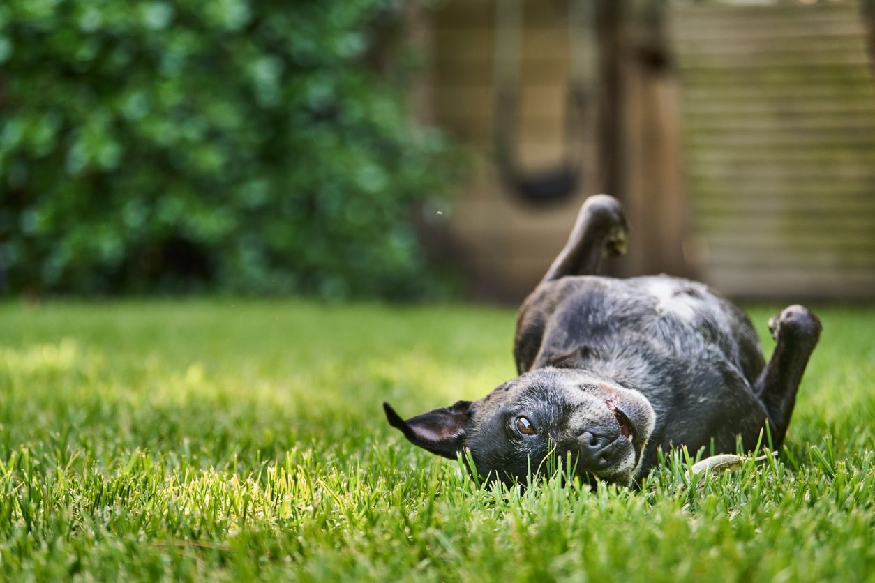 What to do if your dog has mange - A black dog lying on its back in grass