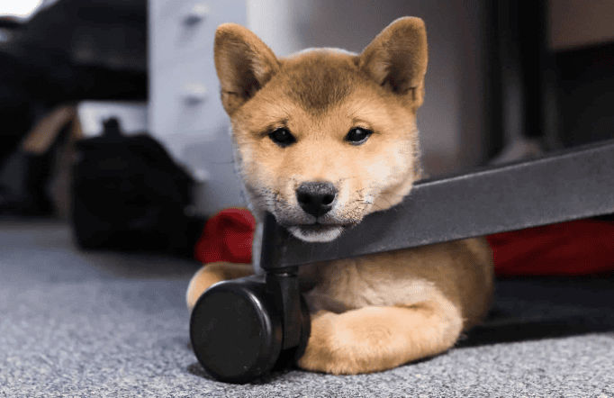 The Pet Dilemma: Why Workers Choose Furry Friends Over Financial Gain.  - Vetster