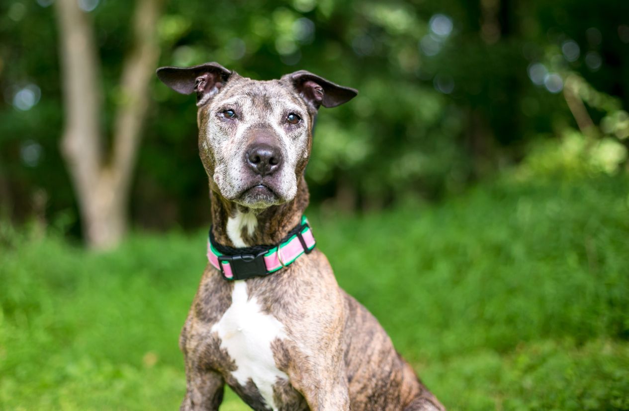 Weak hind legs in senior dogs: Causes and treatment options - A senior terrier sits outside looking towards the camera