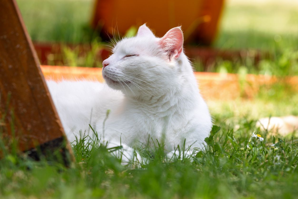 Kidney failure in cats: Types, symptoms, and treatment - Sleepy white cat outside