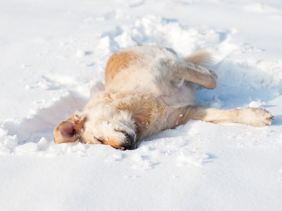 What to do if your dog has a white bump on their eyelid - A dog lying on its side in snow, rolling around or sleeping