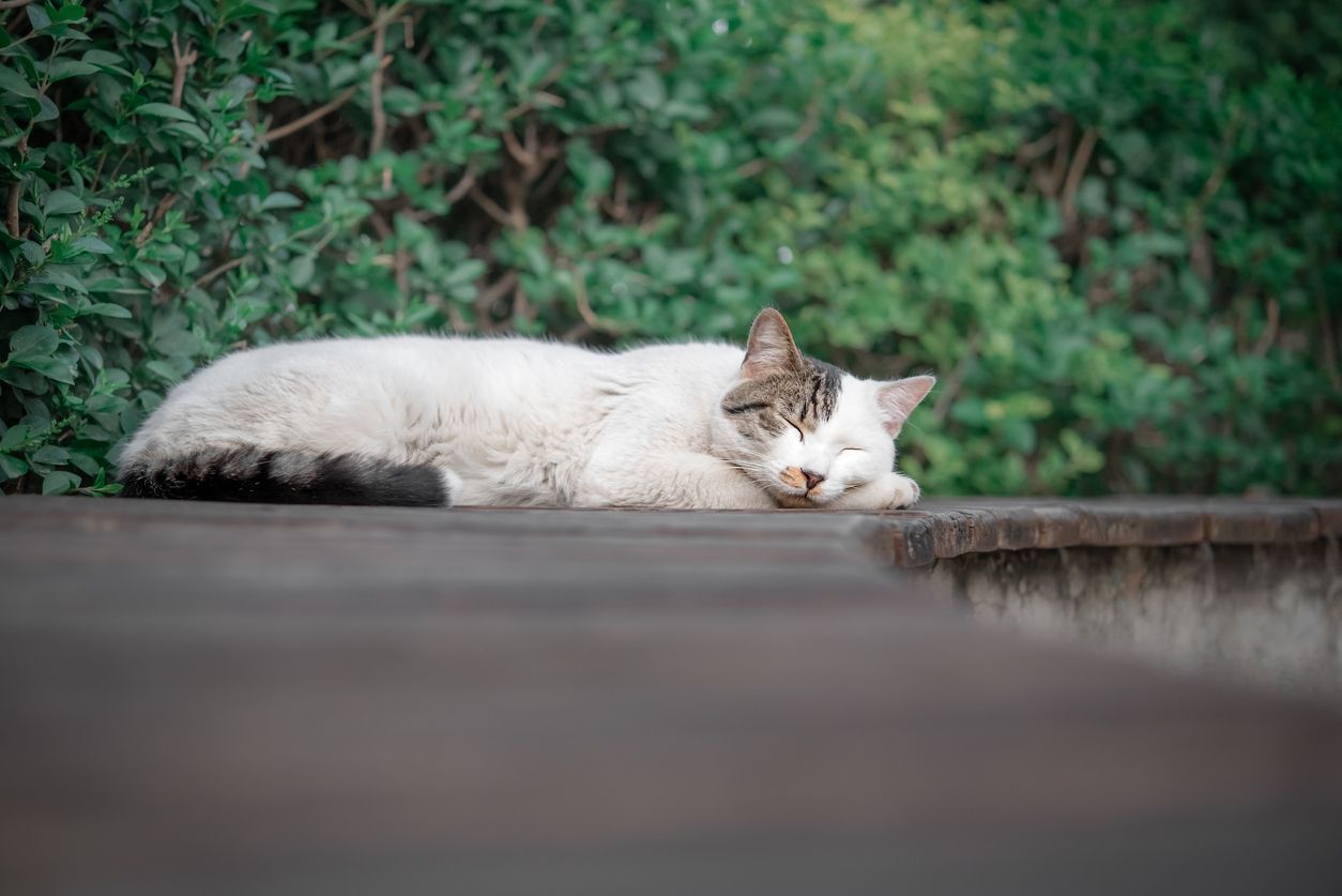 Kidney disease in cats: Types, symptoms, and treatments - A sleeping cat outside on a stone ledge