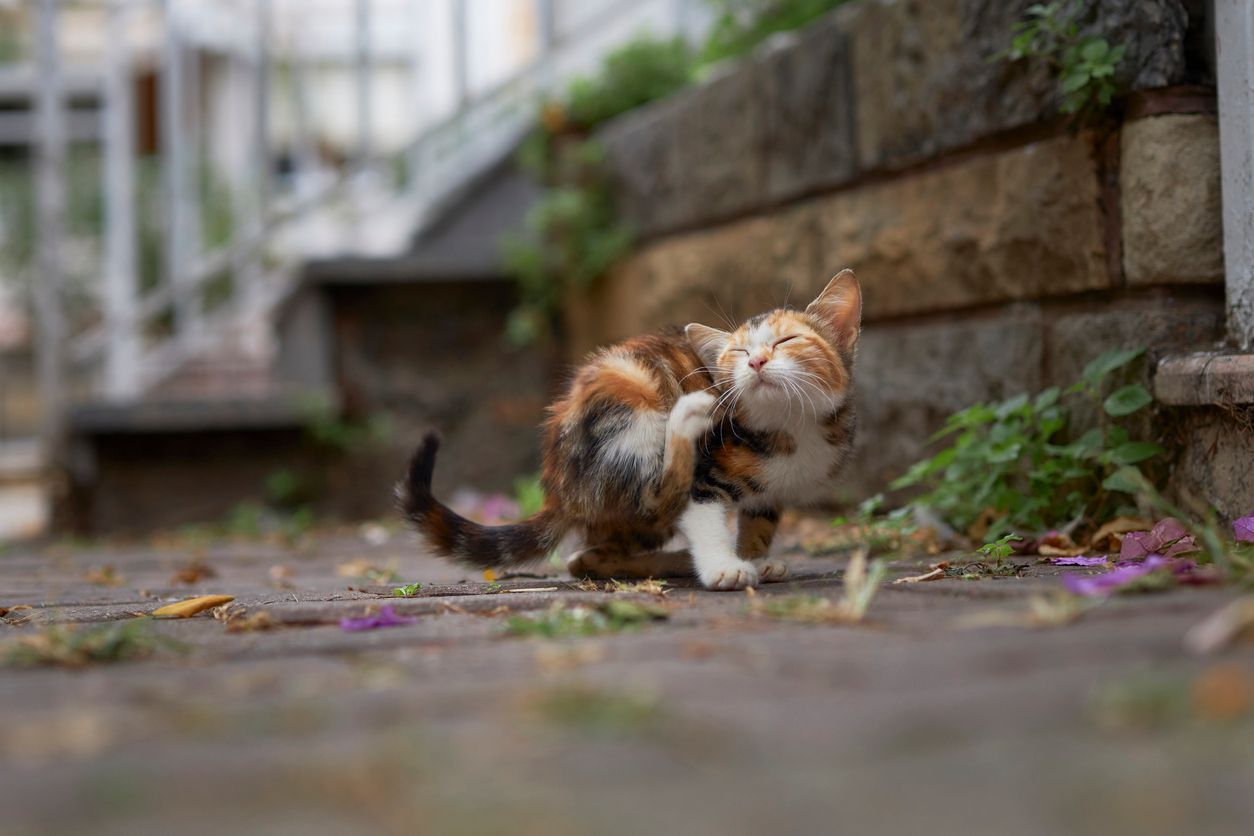 How to remove ticks from kittens - A kitten scratches itself on a sidewalk 
