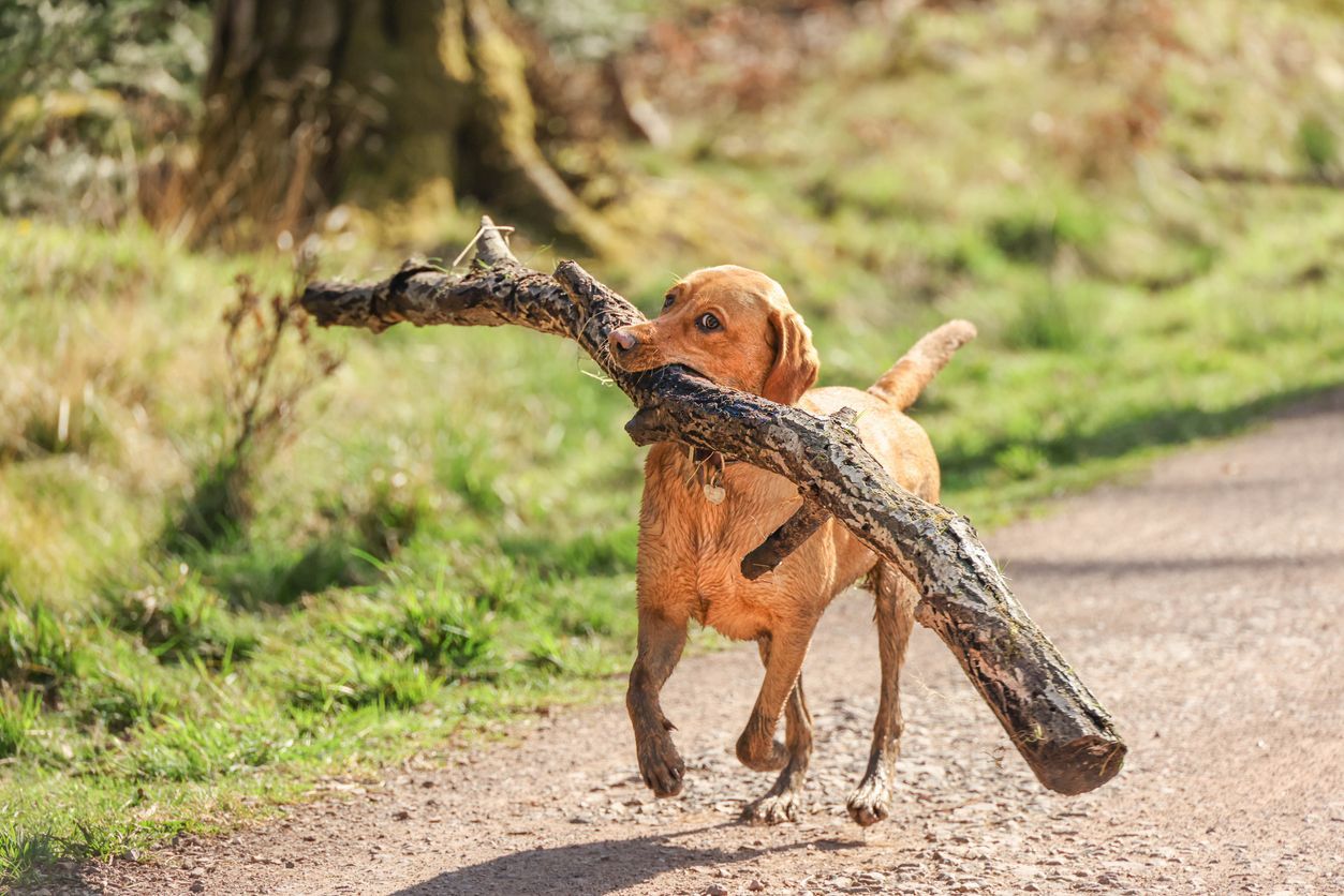What should I do if my dog has a broken tooth? - A small dog carrying a large stick as it runs down the trail.