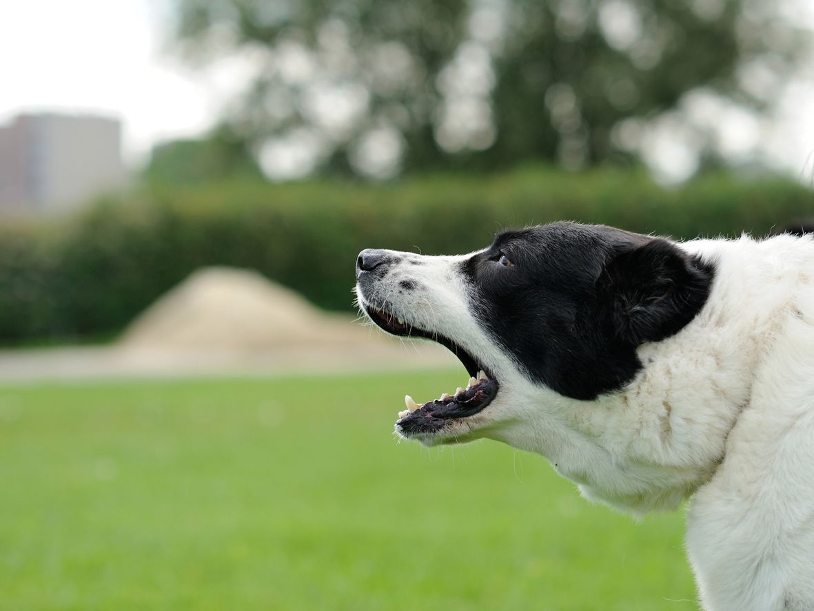 Can allergies in dogs be cured? - A black and white dog coughing or sneezing against a blurred background
