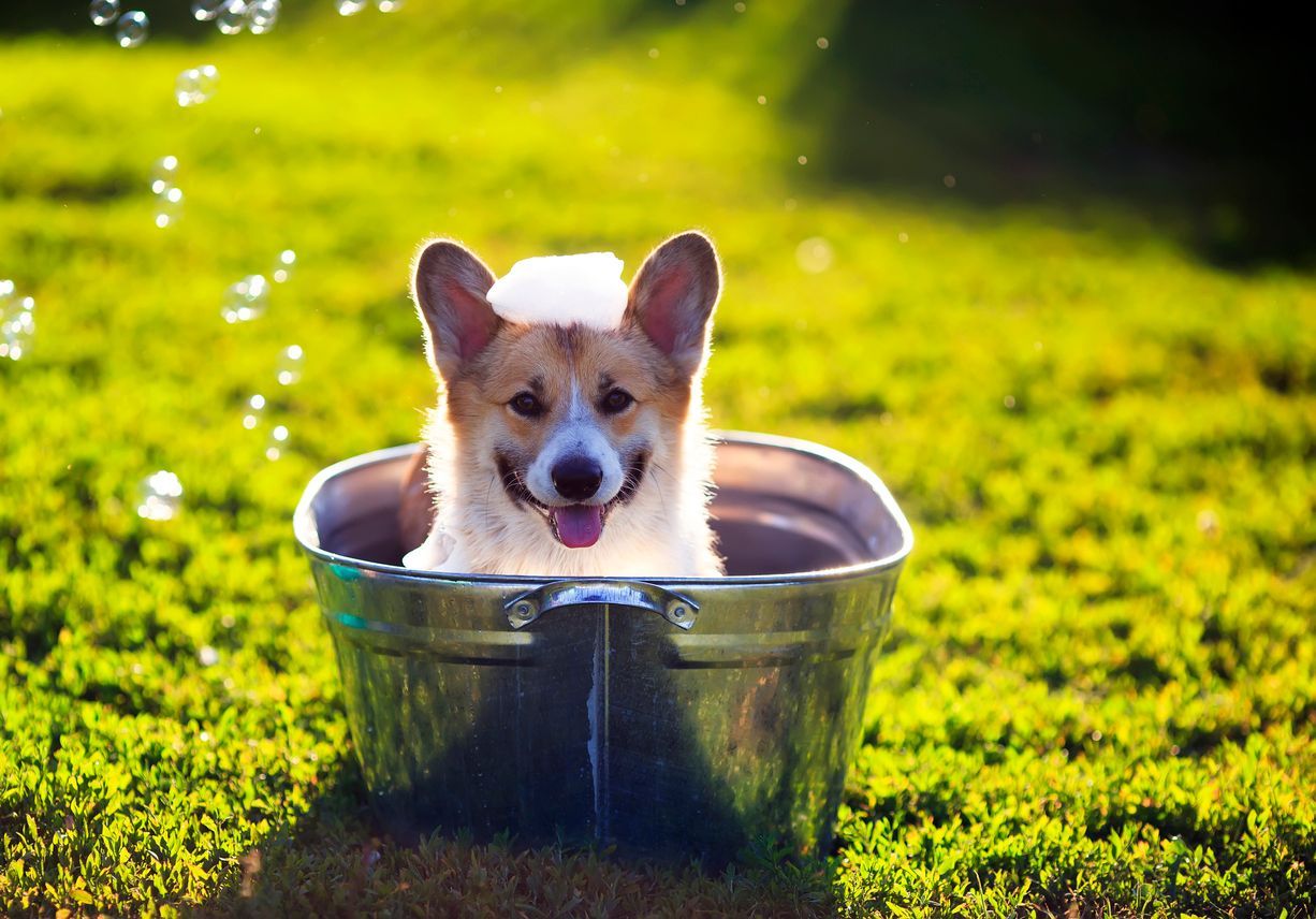 The best shampoos for skin allergies in dogs - A corgi has a bath outside