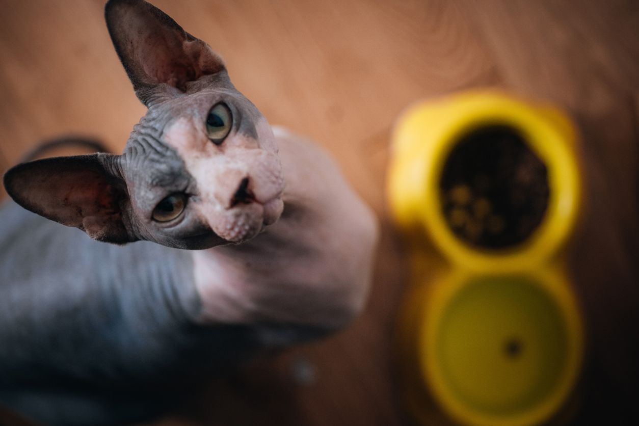 Hypoallergenic cat food: A beginner’s guide - A hypoallergenic cat glares at the camera over their food bowl