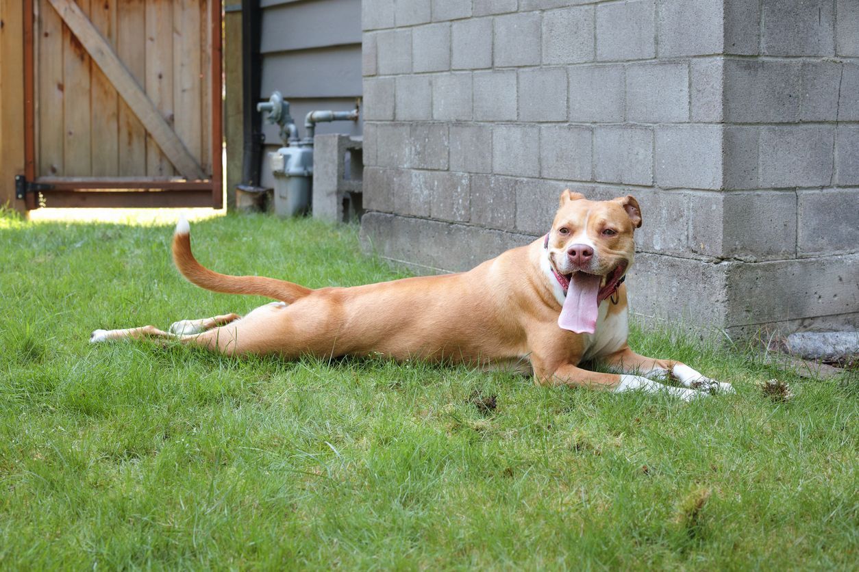 Why is my dog having trouble standing and walking all of a sudden? - Large puppy dog stretched out on grass panting with open mouth and long tongue. 