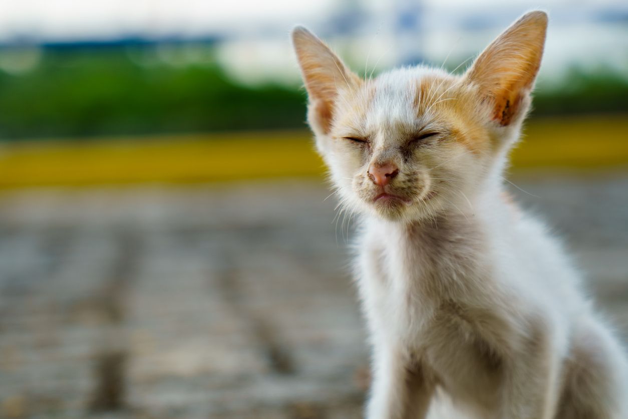 Guide to treating eye infections in kittens - A street kitten squints at the camera