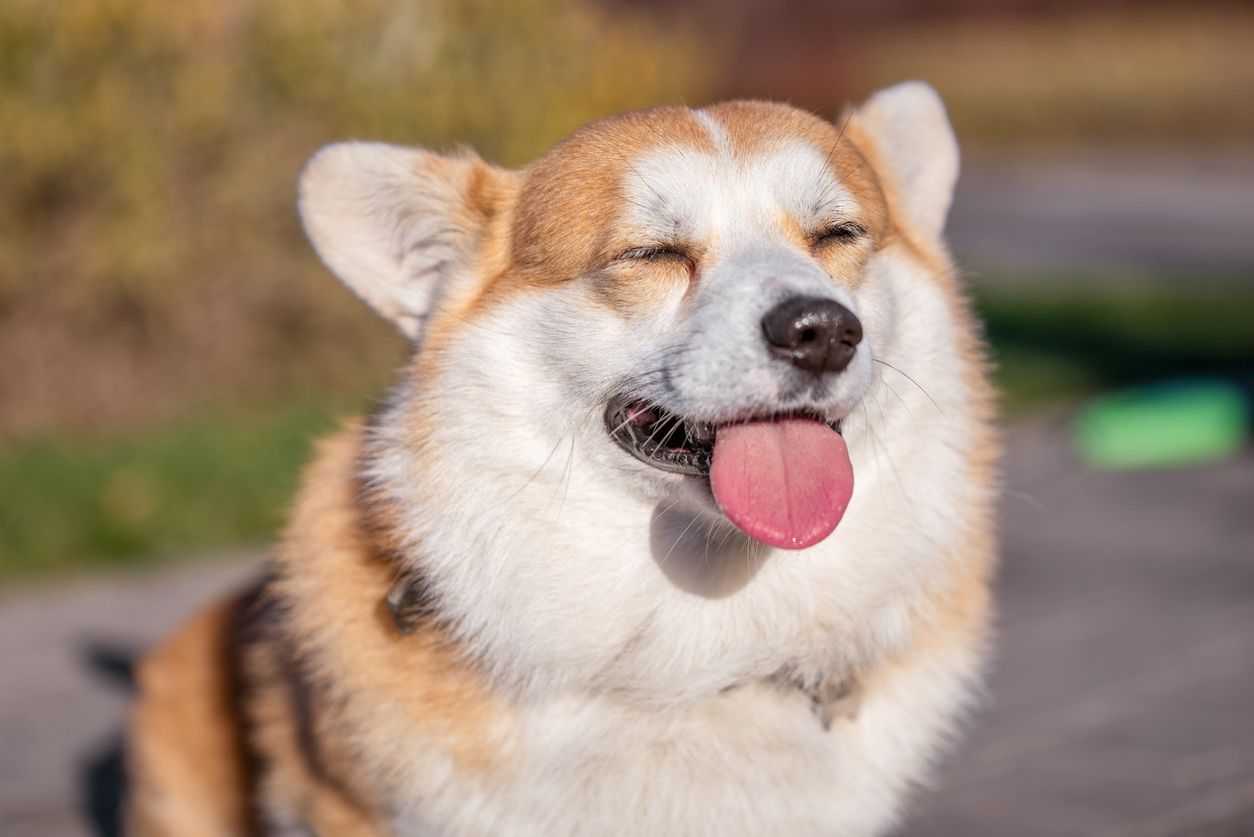 How do I know if my dog has glaucoma? - A corgi against a blurred background squinting into sunlight