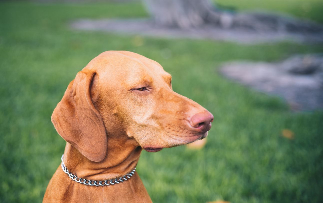 How do I know if my dog has an eye infection? - A dog against a grassy background, squinting in the light