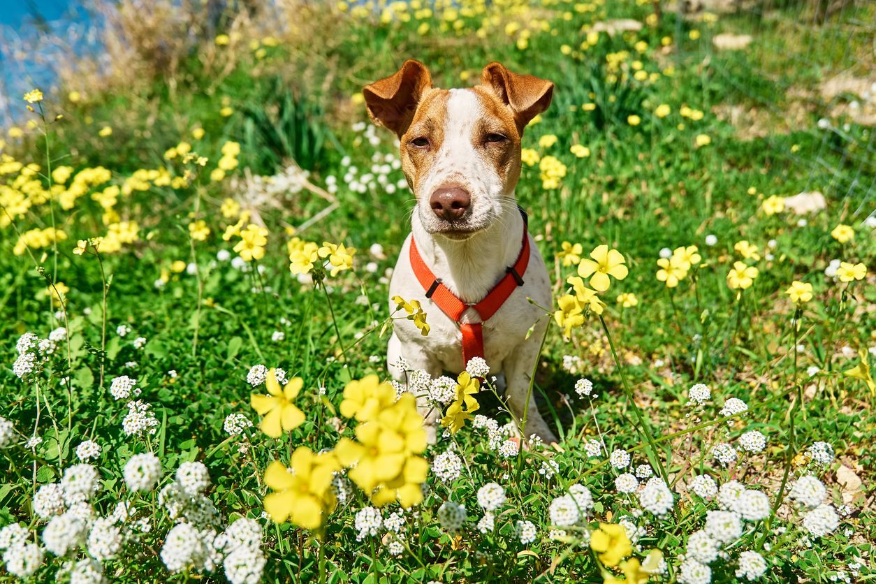 What it means if your dog has red or bloodshot eyes - A dog squinting in the sun, sitting in a field of flowers