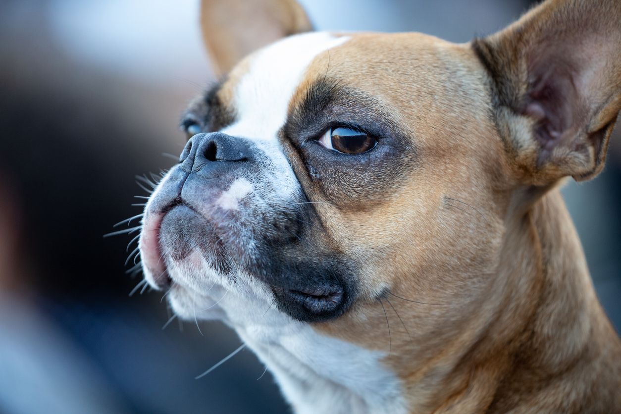 Why is my dog giving me side eye? - An English bulldog giving side-eye