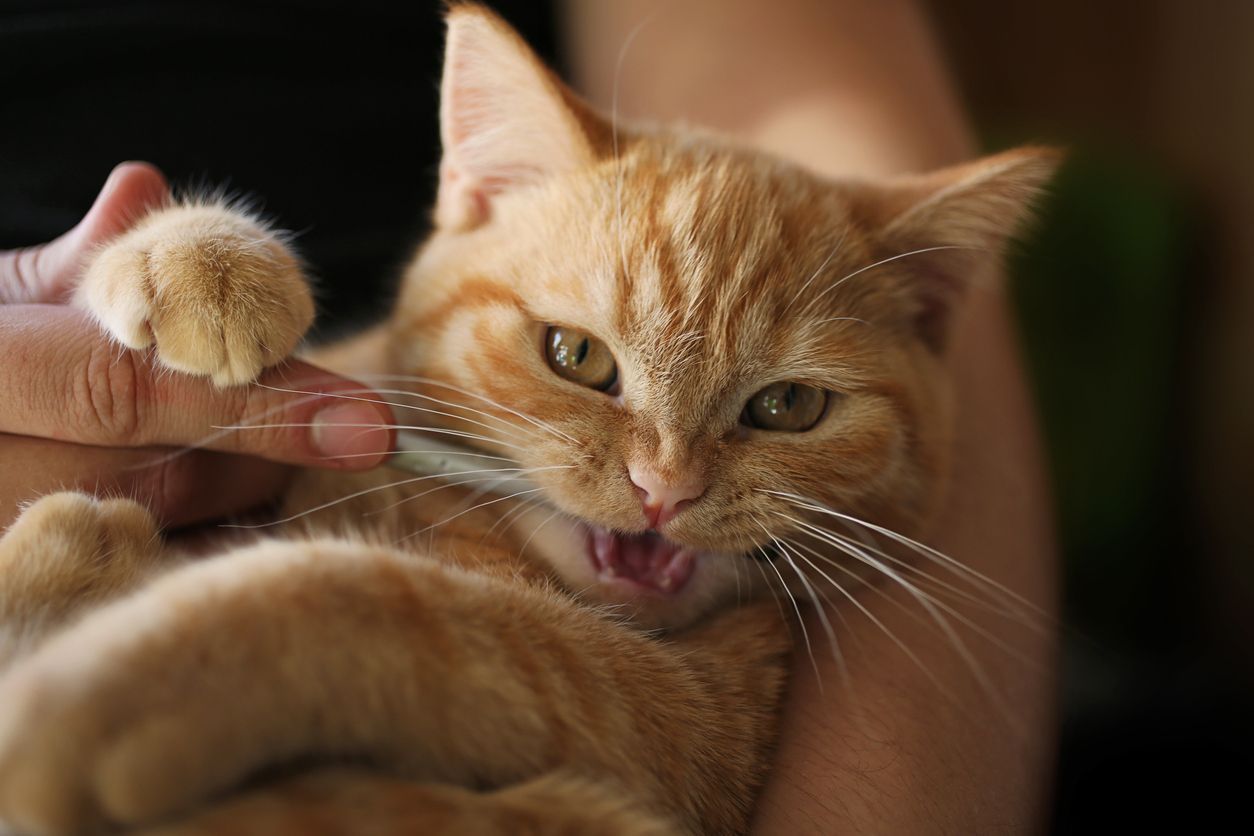  Losing baby teeth: an owner’s guide to kitten teething - A picture of a kitten chewing on a stick in a person's hands.