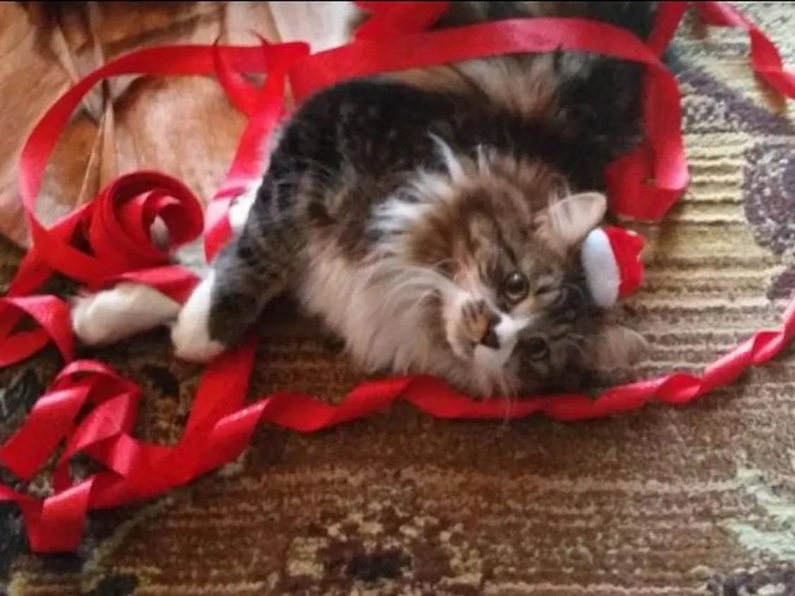 The holiday season sees beloved family pets exposed to preventable danger, say experts - Vetster