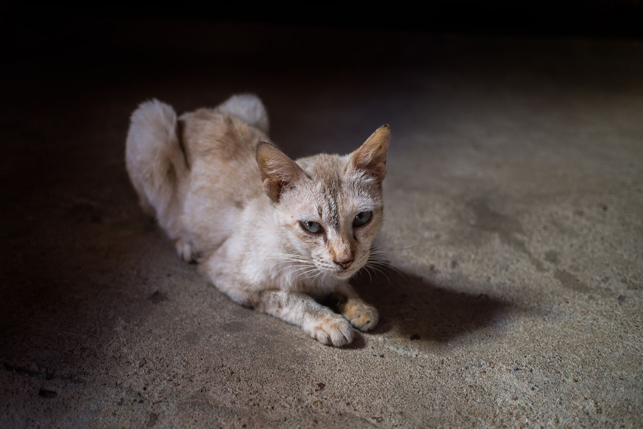 Signs of hypothyroidism in cats and treatment options - A thin cat sitting on concrete, with foreboding lighting