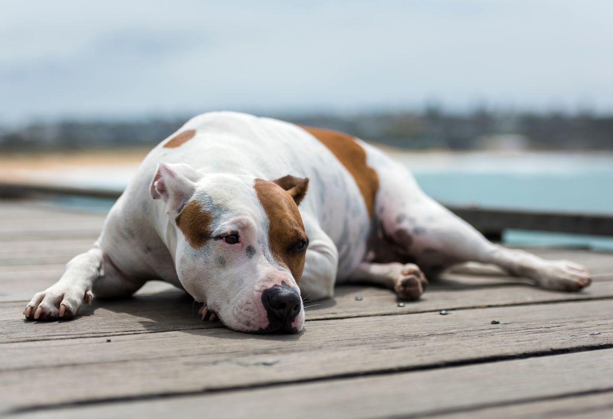 Everything you need to know about insulinoma in dogs - A tired-looking dog lying on a dock