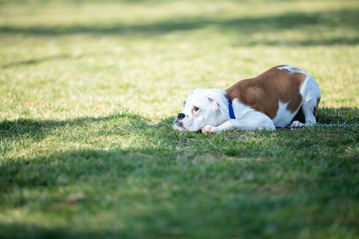 Kidney Disease in Dogs: Everything you need to know - Tired looking dog lying on grass