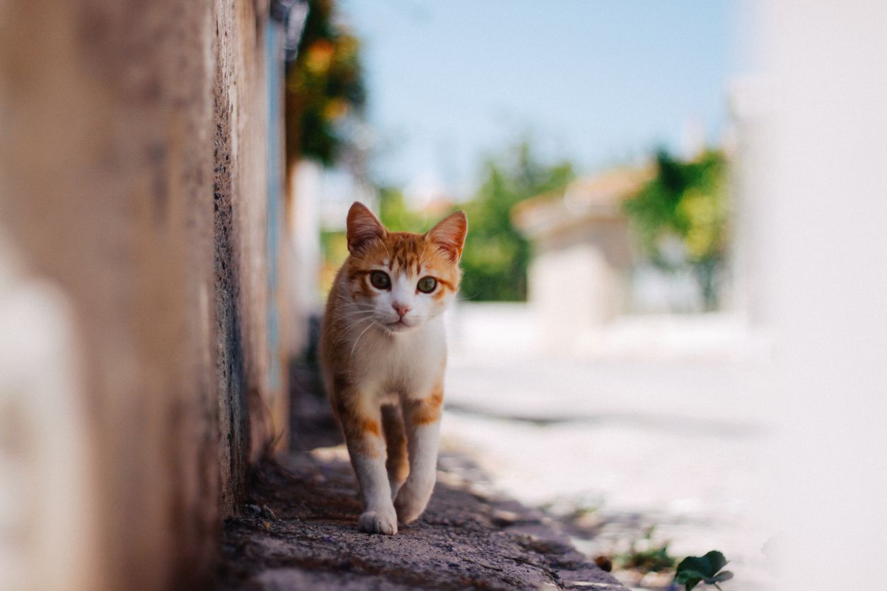  Treatment for hip dysplasia in cats - A tabby walking along a road