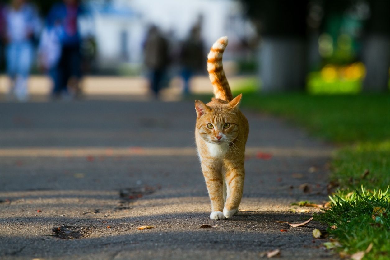 How to prevent and treat taurine deficiency in cats - An orange tabby walks down a paved trail