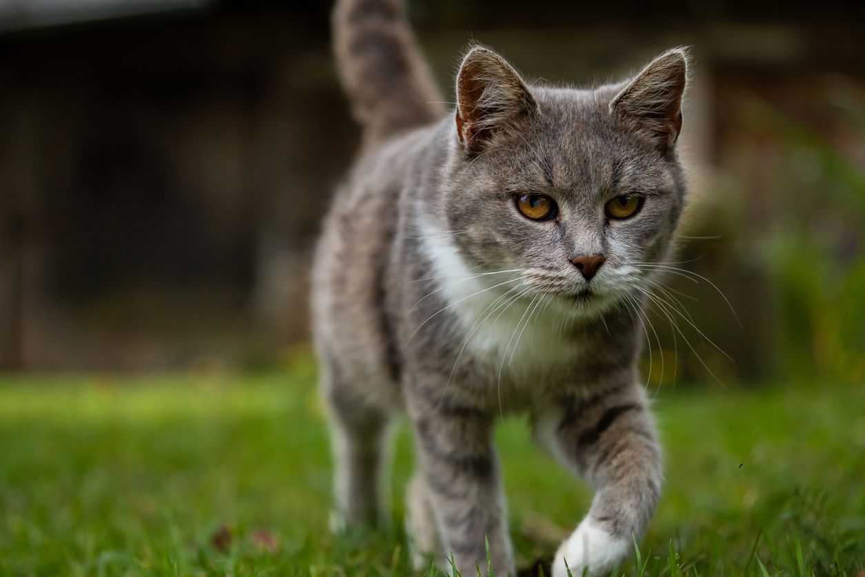 What to do if your cat is limping - A grey cat walking confidently on green grass, focusing forward, with a blurred dark background.