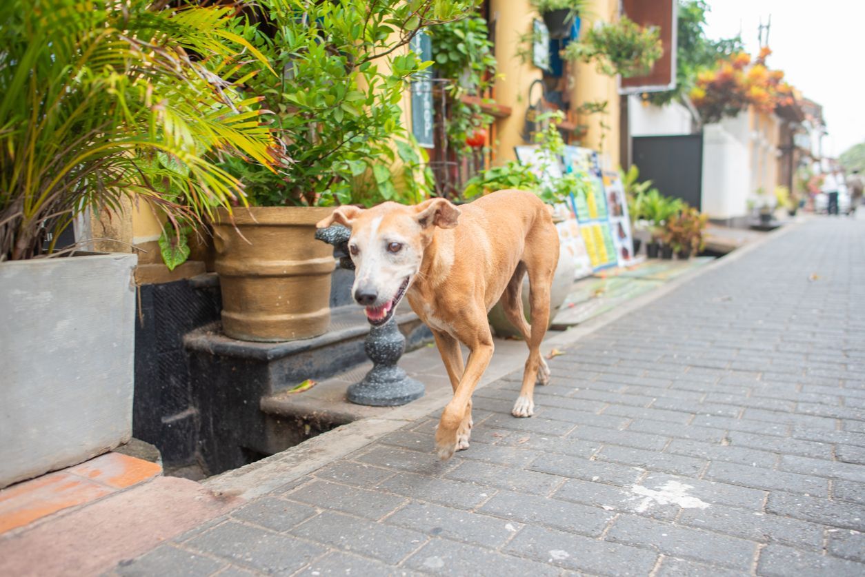 What to do for joint pain in dogs - A dog walking on the street