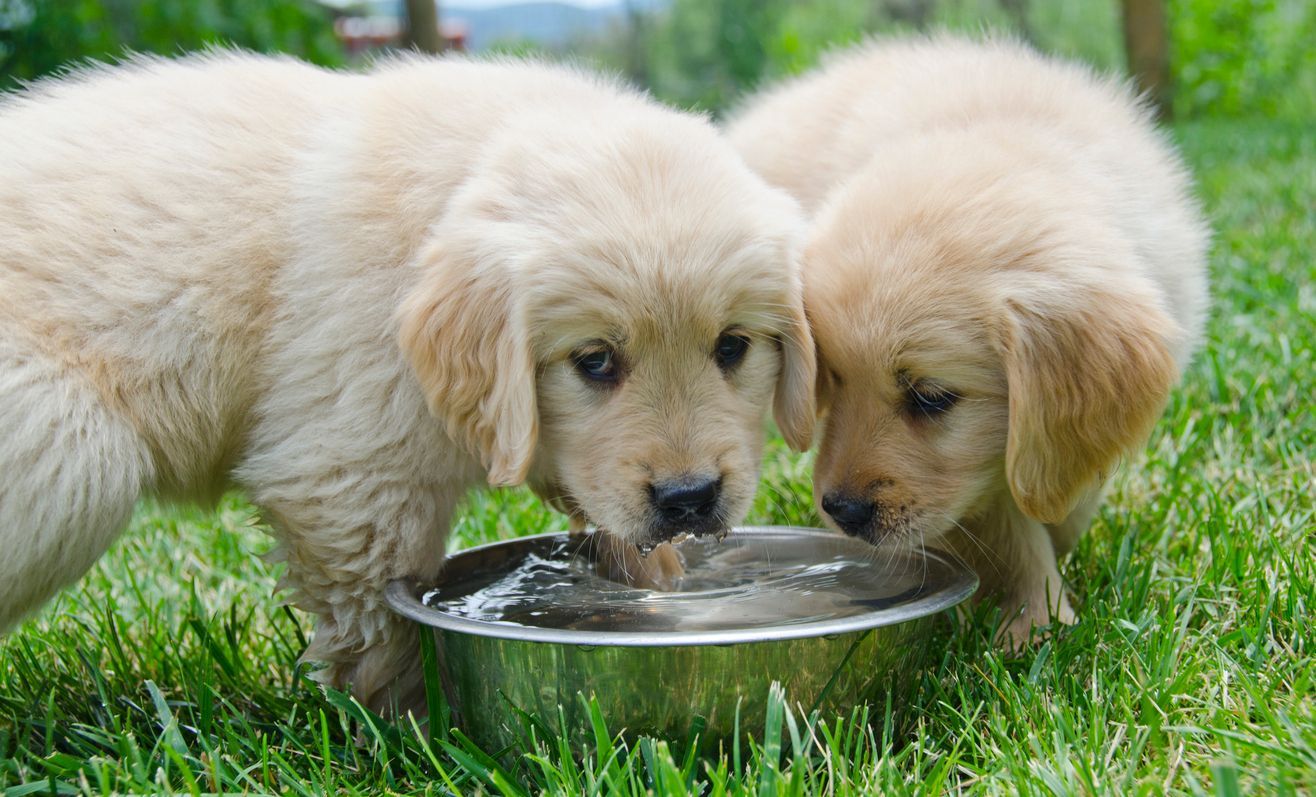 UTIs in puppies: how to recognize signs and what to do next - A pair of white puppies drinking water out of a metal dish in grass