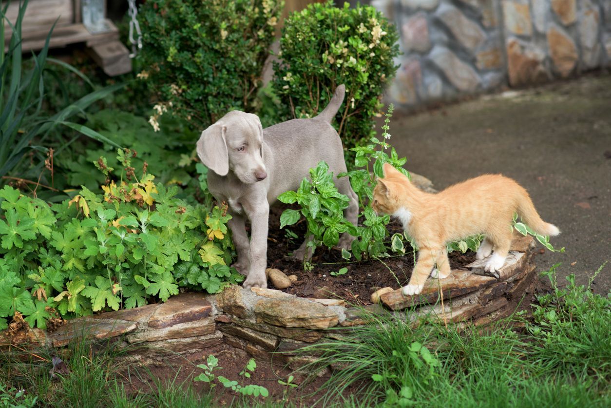 Ringworm in puppies and kittens - A small Weimaraner puppy plays with a little orange kitten