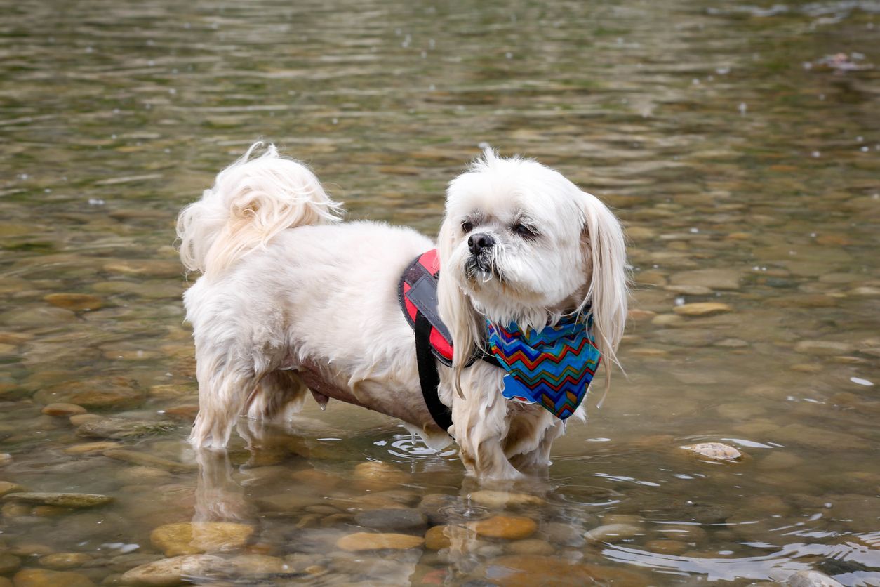 Does my puppy have urinary incontinence? - A wet puppy standing in shallow water