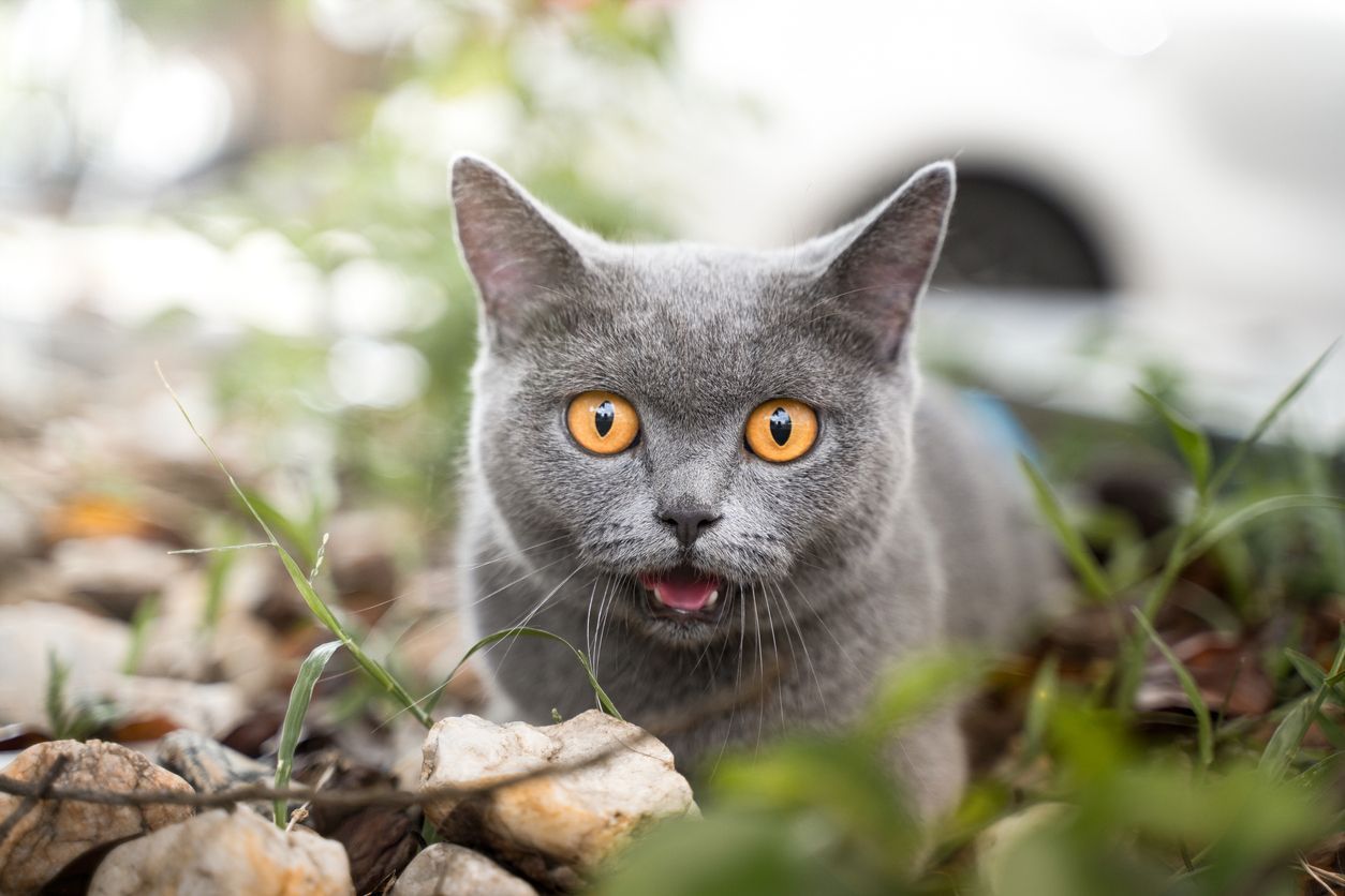 Detection and management of cognitive dysfunction in cats - A wide-eyed grey cat mrows at outside