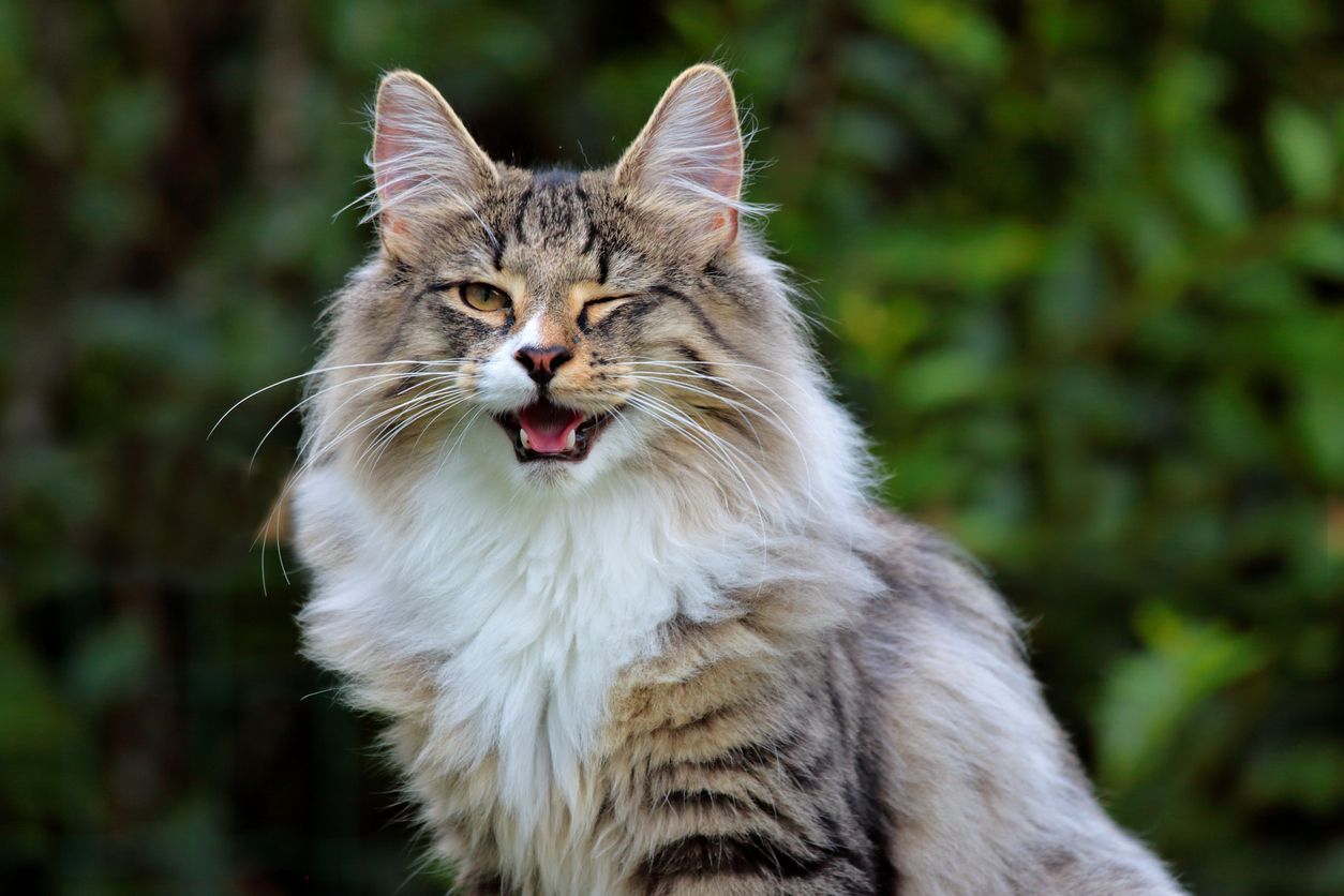 Why is my cat squinting? - A fuzzy cat winking outside against an out-of-focus hedge