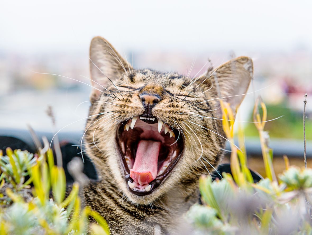 How much does a cat’s dental cleaning cost?  - Cat yawning in grass, showing its teeth.